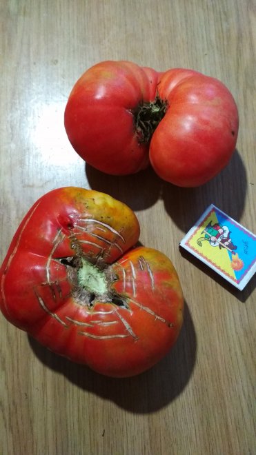 ����� � ����� �������� �� ���� - ����� � ���� ��������. 15���/��