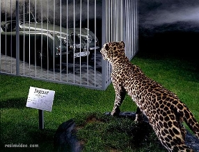 Jaguar