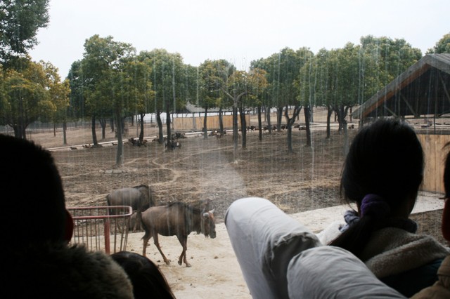 ,  , ,      -   ,   -  . 