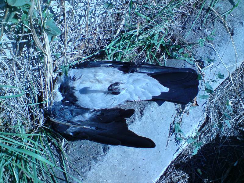 ���-���, ����� �� .22 ������������ � ������ �� �����  ����� � ������ �� ������� ���� �����������  ���� ���� � �� ������� ���� � ��� - ����� ����� 160 ��������� 0,62, �� ����� � 25 ������ ��������� ����������