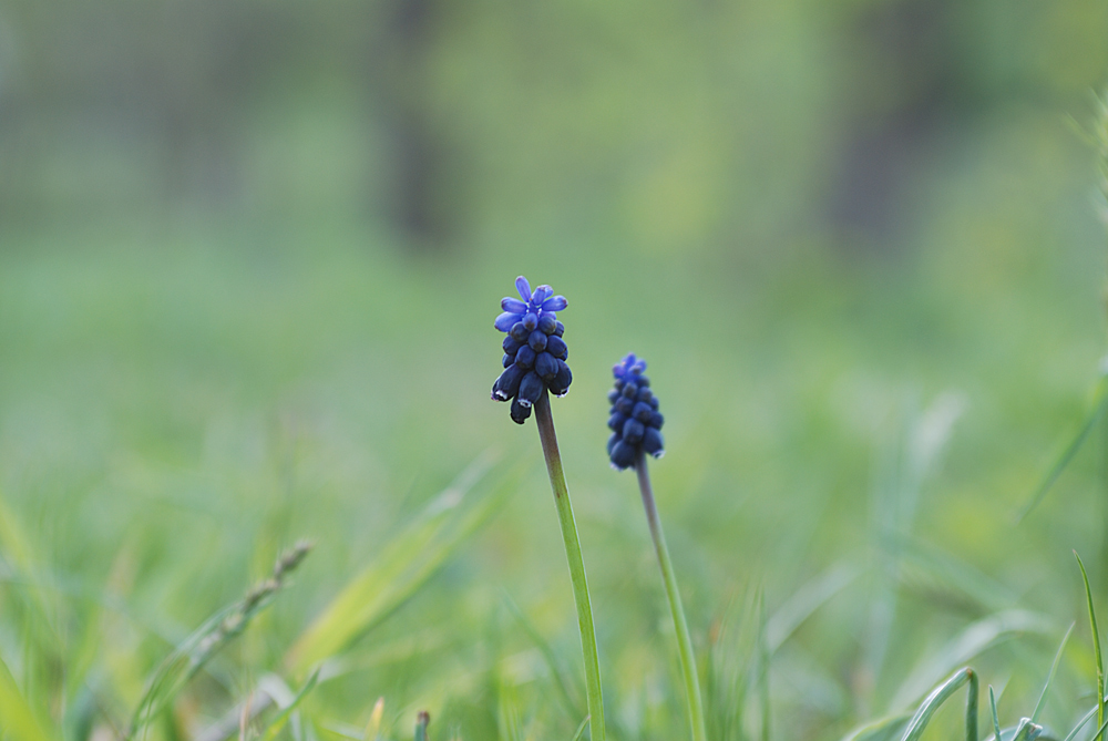 ����� ���� ������� ���������� Nikkor 35-70 f2.8