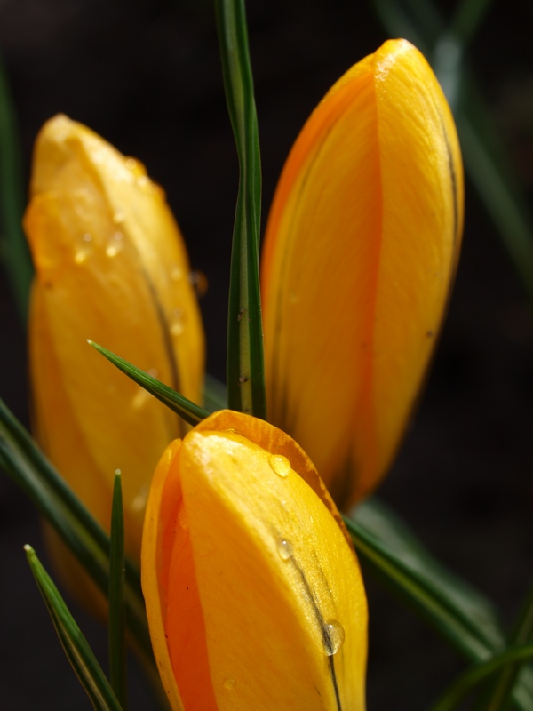 http://img-fotki.yandex