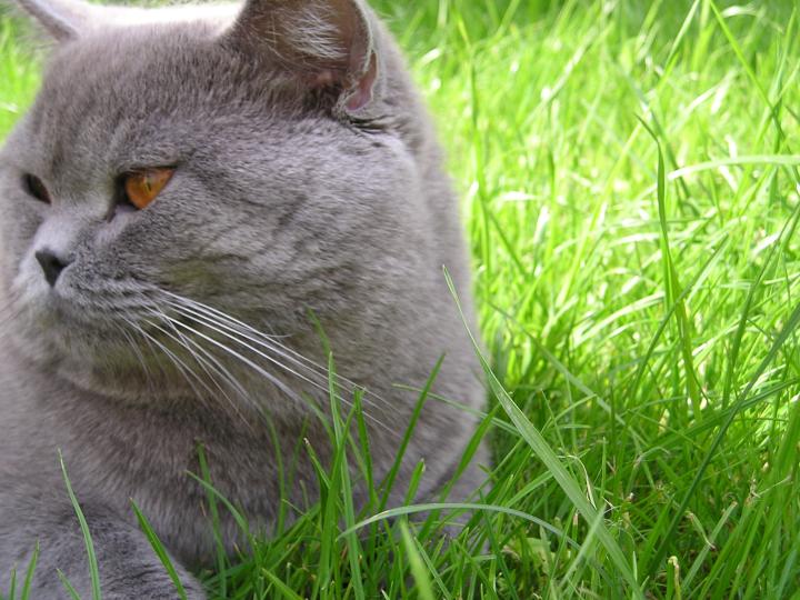 ,        ,      .       ,      