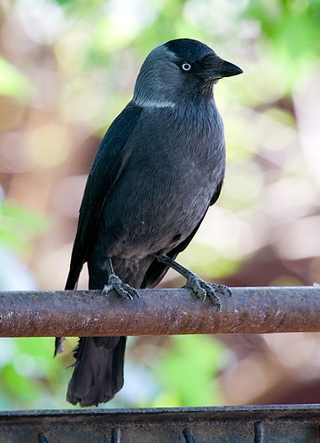 �����Corvus monedula