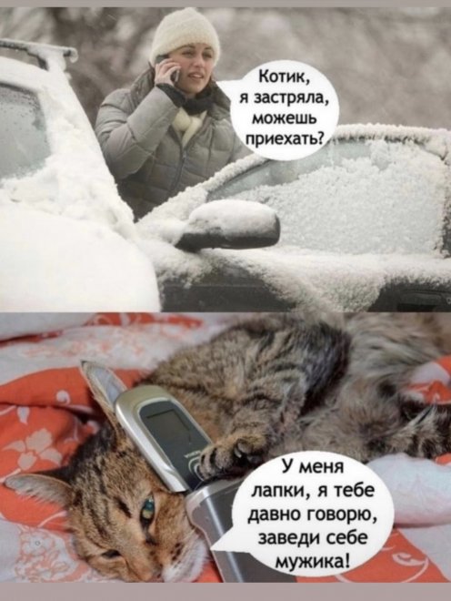   ))