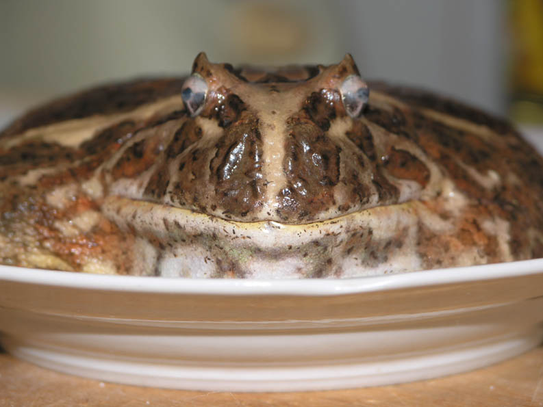 ��������� ����