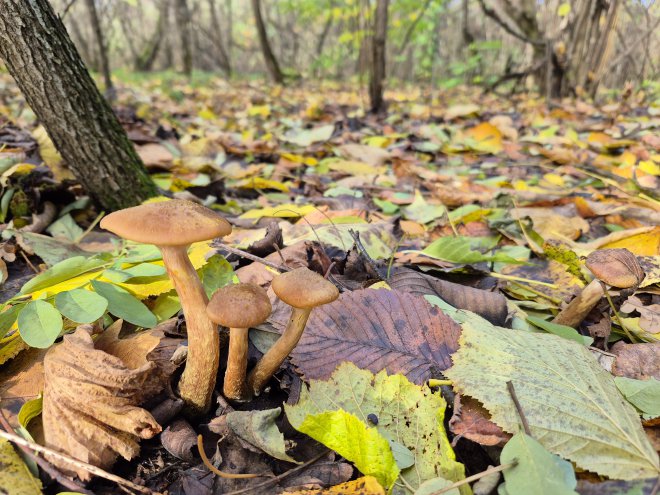 �������. ���������� ��������