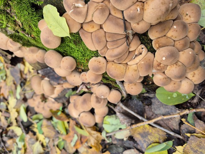 ����� �����, ���������, � �������� ���� �����. ͳ��� �� ����