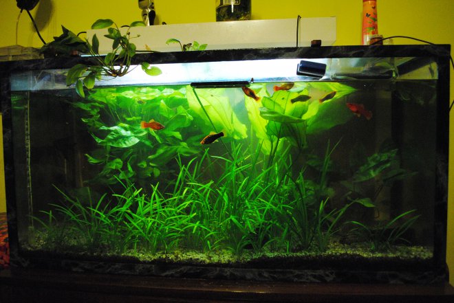    250, .,    ,    ,  -       20