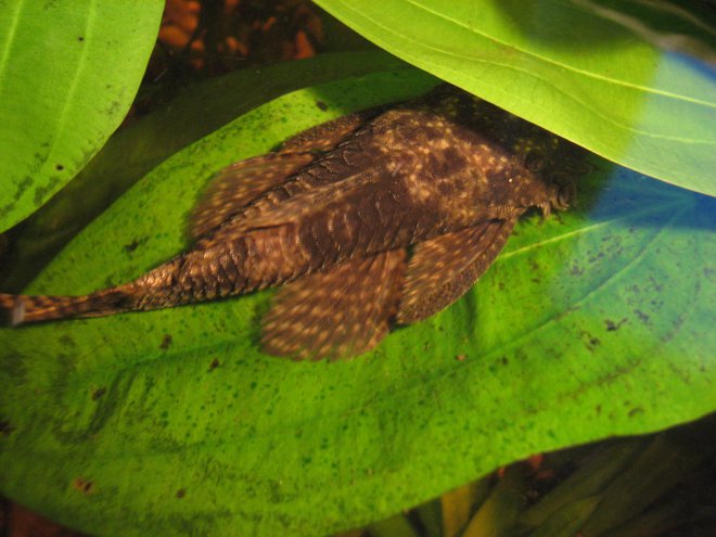  ,      ,     ,      ,     ,  ,      -              