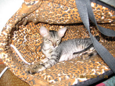  ,     5 ,     , , .     - 5   