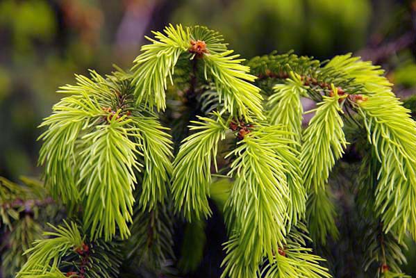 � ���� ������� ��������