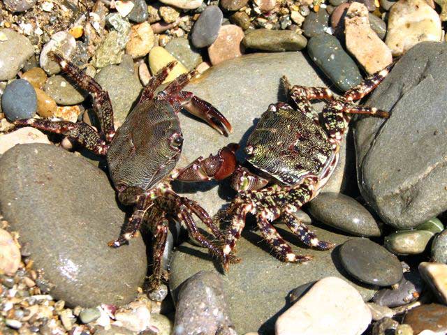 .������� ��� �� ������ ����-����������