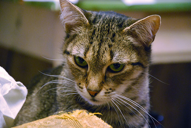 mka,    , ,     -      . ,   ,     ISO1600 -    "High ISO NR"