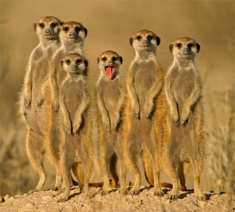 �� ��������� ������ ������ ���-�� ���������� ��� � ��������� ������� ���. (�) �� ���