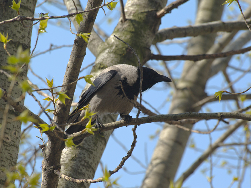 ����� � ������ �� ������ ������ ��� �������, ��������� ��� ���� �����������, �������� ���������. � �� ���� �����������, � �������� � ����� ������� � ����������������