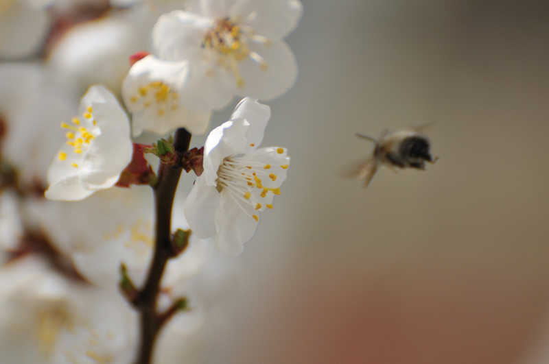 ����� �� ������ )