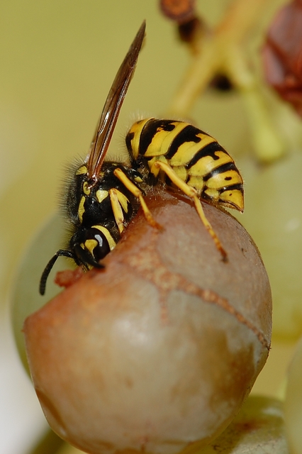   : / Nikkor Micro AF-S VR 105/2,8G-   .     SB-600