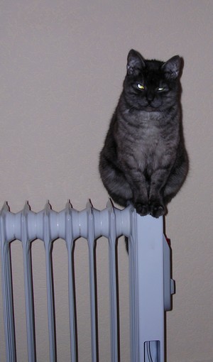 � ����� ��� �� �������������� ��������.  ��� ��� �������� ���: