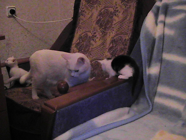 �������� � ������ ���� �������, �����, �������, �������������� � ���������������.