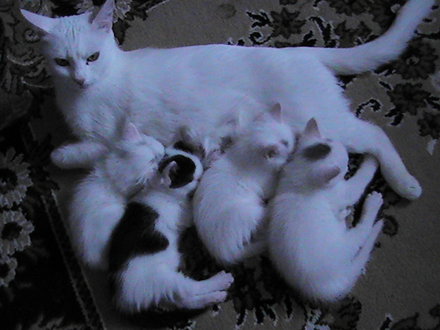 ��������� ��������� � ������� �� ������ ��������:093 602-62-89�� ����� ��� ��� - ����������, ��� ������ ���������