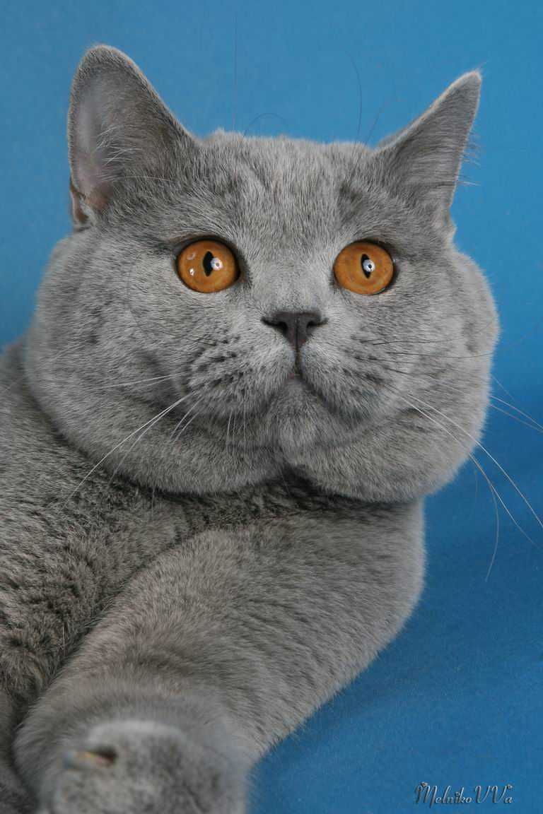    (     Pretty Blue,  FAU),  h.CFA Vasko Pretty Blue