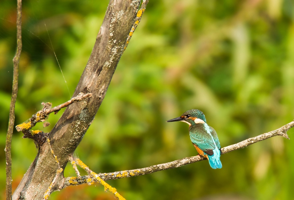   ,          , ,          ,  -      .  ,    ,   