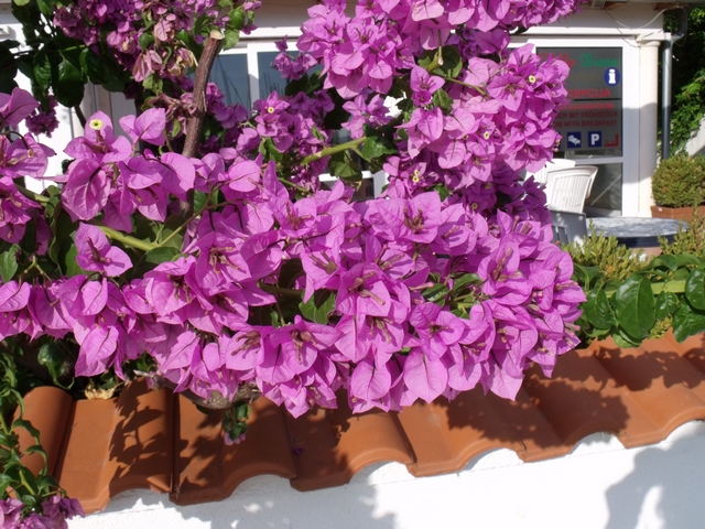 ��� ����������� ��� �������� ��������