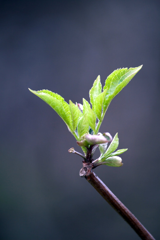 ������ �������