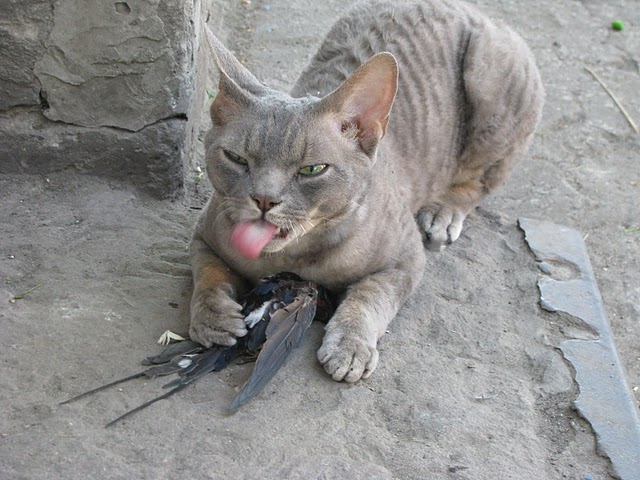     ,   ,       - ((((     ,    .