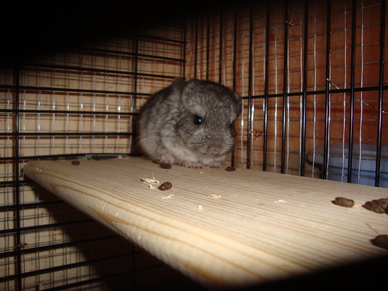 ���� ������� �����-���������� �����.���� ��������: 27