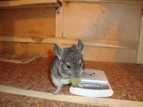 ���� ��������