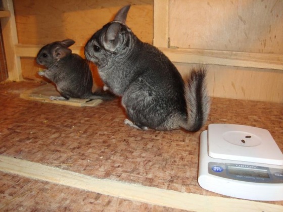 � ��������