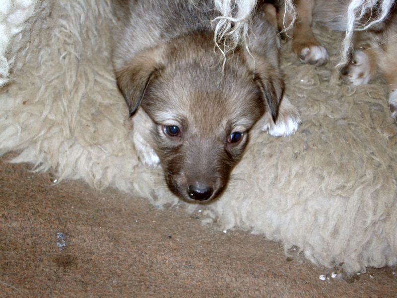 ����� �������� �� ���������� �� ��������� ���� 4-� ������� �������� (������� � �������), ������� �������� ������� �� ��������� ���� � ��������� �� ������� �� �����. ������� ������ ���������, ������ �������� �������� �����