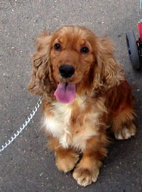 ��� �����