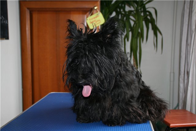 6   -., 2,5 ,     (  ),  , , ,    