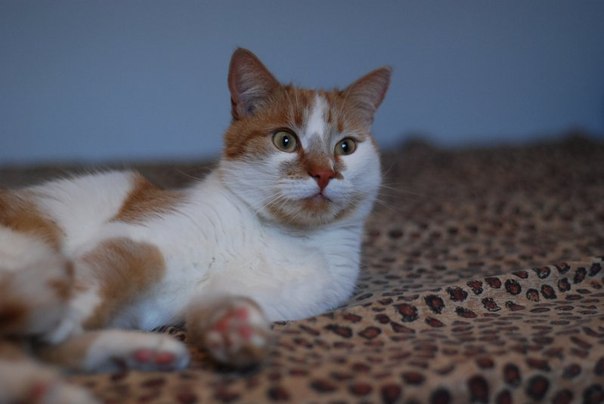  4-        ( 8\12) - .    