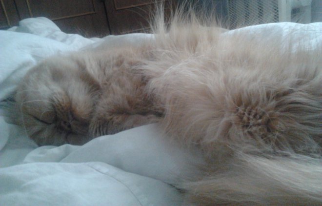 DaFFka, )))))  ))))       .